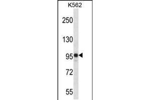 Western blot analysis in K562 cell line lysates (35ug/lane). (SAP130 Antikörper  (C-Term))