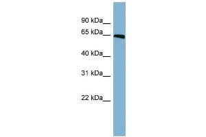 WB Suggested Anti-RUNX1 Antibody Titration: 0. (RUNX1 Antikörper  (Middle Region))