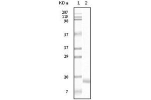Western Blotting (WB) image for anti-Synuclein, alpha (SNCA) (truncated) antibody (ABIN2464103) (SNCA Antikörper  (truncated))