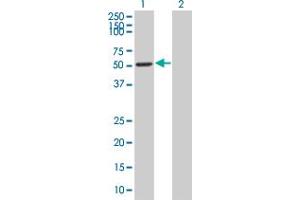 Western Blot analysis of LEF1 expression in transfected 293T cell line by LEF1 MaxPab polyclonal antibody. (LEF1 Antikörper  (AA 1-399))