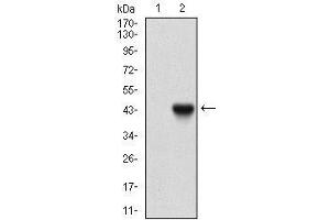 Western Blotting (WB) image for anti-beta-2-Microglobulin (B2M) (AA 21-100) antibody (ABIN1724934)