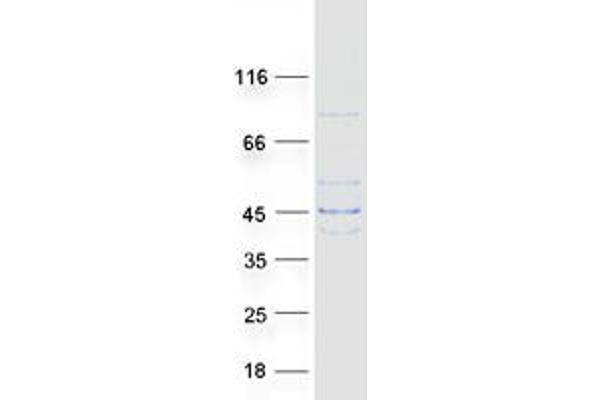 LDHAL6B Protein (Myc-DYKDDDDK Tag)