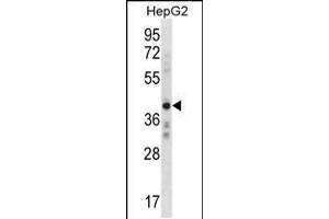 Western blot analysis in HepG2 cell line lysates (35ug/lane). (AEBP2 Antikörper  (C-Term))