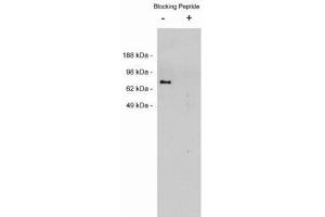 Image no. 1 for anti-Netrin 1 (NTN1) antibody (ABIN212236) (Netrin 1 Antikörper)