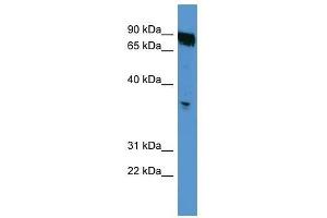 OR2K2 antibody used at 0. (OR2K2 Antikörper  (C-Term))