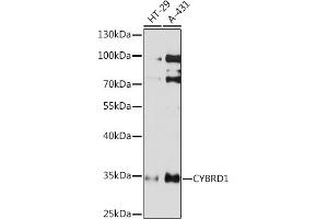 Western blot analysis of extracts of various cell lines, using CYBRD1 Rabbit pAb (ABIN7266627) at 1:1000 dilution. (Cytochrome B Reductase 1 Antikörper  (AA 215-286))