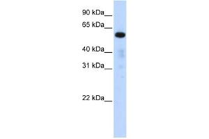 WB Suggested Anti-FAM98A Antibody Titration: 0. (FAM98A Antikörper  (Middle Region))