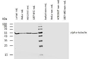 Western blotting analysis of human alpha-tubulin using rat monoclonal antibody YOL1/34 on lysates of various cell lines under reducing and non-reducing conditions. (alpha Tubulin Antikörper)