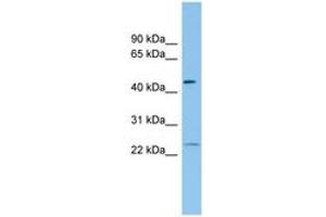 Image no. 1 for anti-Ferritin, Heavy Polypeptide 1 (FTH1) (N-Term) antibody (ABIN6745069) (FTH1 Antikörper  (N-Term))