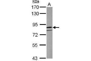 WB Image Sample (50 ug of whole cell lysate) A: Mouse brain 7. (CLOCK Antikörper  (C-Term))