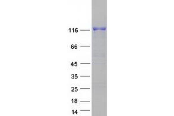 MAN2B1 Protein (Myc-DYKDDDDK Tag)