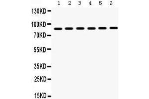 Western Blotting (WB) image for anti-Heat Shock Protein 90kDa alpha (Cytosolic), Class A Member 1 (HSP90AA1) (AA 454-488), (C-Term) antibody (ABIN3043848) (HSP90AA1 Antikörper  (C-Term))