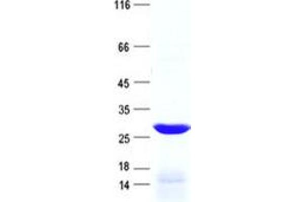 PPP1R42 Protein (His tag)