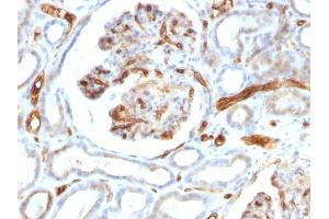 Formalin-fixed, paraffin-embedded human Kidney stained with Adiponectin Mouse Monoclonal Antibody (ADPN/1370). (ADIPOQ Antikörper  (AA 145-226))