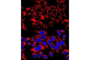 Confocal immunofluorescence analysis of HeLa cells using HSP60/HSPD1 Polyclonal Antibody (ABIN3021181, ABIN3021182, ABIN3021183 and ABIN6214053) at dilution of 1:400. (HSPD1 Antikörper  (AA 27-240))