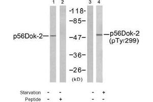 Image no. 1 for anti-DOK2 (DOK2) (pTyr299) antibody (ABIN197044) (DOK2 Antikörper  (pTyr299))