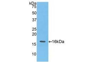 Western blot analysis of recombinant Mouse ANG. (ANG Antikörper  (AA 25-145))