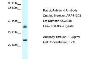 WB Suggested Anti-Jund Antibody   Titration: 1. (JunD Antikörper  (N-Term))
