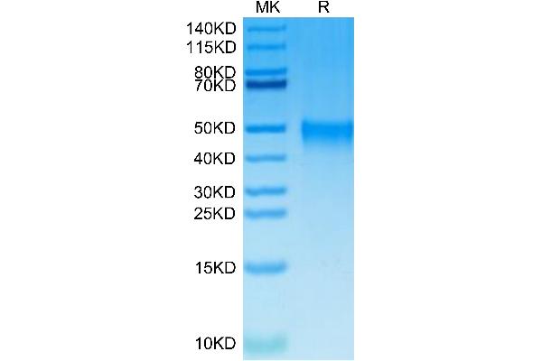 CRLF2 Protein (AA 23-231) (His tag)