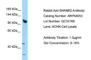 Western Blotting (WB) image for anti-SH3 and Multiple Ankyrin Repeat Domains 2 (SHANK2) (C-Term) antibody (ABIN971694) (SHANK2 Antikörper  (C-Term))