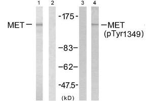 Western blot analysis of extract from HepG2 cells, using Met (Ab-1349) antibody (E021230, Line1 and 2) and Met (phospho-Tyr1349) antibody (E011238, Line 3 and 4). (c-MET Antikörper  (pTyr1349))