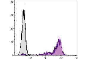 C57BL/6 mouse cytotoxic T lymphocyte cell line CTLL-2 was stained with Rat Anti-Mouse CD25-BIOT. (CD25 Antikörper  (Biotin))