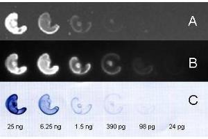 FITC and HRP conj ugated secondary antibody used to detect nanogram – picogram levels of rabbit IgG by dot blot on nitrocellulose membrane. (Ziege anti-Kaninchen IgG (Heavy & Light Chain) Antikörper (FITC))