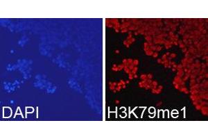 Immunofluorescence (IF) image for anti-Histone 3 (H3) (H3K79me) antibody (ABIN1873006) (Histone 3 Antikörper  (H3K79me))