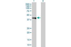 Western Blot analysis of CD47 expression in transfected 293T cell line by CD47 MaxPab polyclonal antibody. (CD47 Antikörper  (AA 1-323))