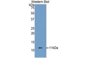 Detection of Recombinant HSPA8, Human using Polyclonal Antibody to Heat Shock 70 kDa Protein 8 (HSPA8) (Hsc70 Antikörper  (AA 534-615))