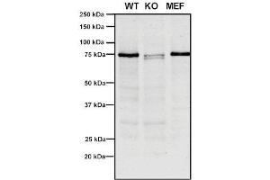 Western Blot analysis of Human, Mouse A549, MEF showing detection of VPS35 protein using Mouse Anti-VPS35 Monoclonal Antibody, Clone 10A8 (ABIN6933001). (VPS35 Antikörper  (PerCP))
