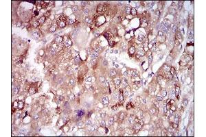 Immunohistochemistry (IHC) image for anti-Paraoxonase 1 (PON1) (AA 20-155) antibody (ABIN1724909)