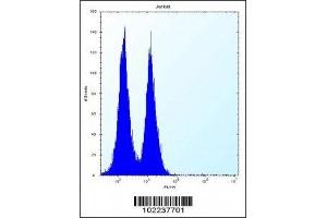 ICOS antibody flow cytometric analysis of Jurkat cells (right histogram) compared to a negative control (left histogram). (ICOS Antikörper  (AA 156-185))