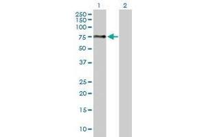 Lane 1: UGT1A6 transfected lysate ( 58. (UGT1A6 293T Cell Transient Overexpression Lysate(Denatured))