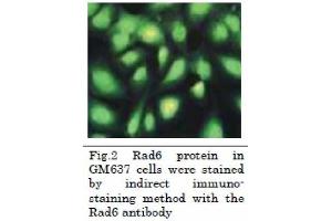 Immunofluorescence (IF) image for anti-Rad6 (full length) antibody (ABIN2452101) (Rad6 (full length) Antikörper)