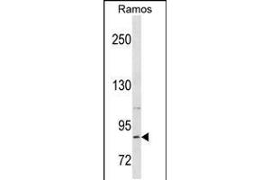 Western blot analysis in Ramos cell line lysates (35ug/lane). (RXFP2 Antikörper  (C-Term))