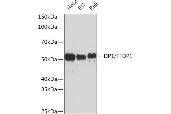 DP1 Antikörper