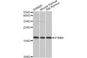 Western blot analysis of extracts of various cell lines, using STMN1 antibody (ABIN5971203) at 1/1000 dilution. (Stathmin 1 Antikörper)