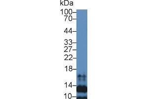 Western blot analysis of Mouse Spleen lysate, using Human SLC Antibody (2 µg/ml) and HRP-conjugated Goat Anti-Rabbit antibody ( (CCL21 Antikörper  (AA 24-134))