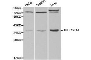 Western Blotting (WB) image for anti-Tumor Necrosis Factor Receptor Superfamily, Member 1A (TNFRSF1A) antibody (ABIN1875131) (TNFRSF1A Antikörper)