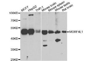 Western blot analysis of extracts of various cell lines, using MORF4L1 antibody. (MORF4L1 Antikörper  (AA 1-100))