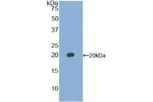 Detection of Recombinant GDF15, Mouse using Polyclonal Antibody to Growth Differentiation Factor 15 (GDF15) (GDF15 Antikörper  (AA 193-296))