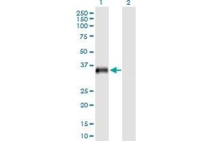 Lane 1: USP18 transfected lysate ( 43 KDa) Lane 2: Non-transfected lysate. (USP18 293T Cell Transient Overexpression Lysate(Denatured))