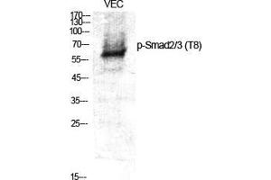 Western Blot (WB) analysis of specific cells using Phospho-Smad2/3 (T8) Polyclonal Antibody. (Smad2/3 Antikörper  (pThr8))