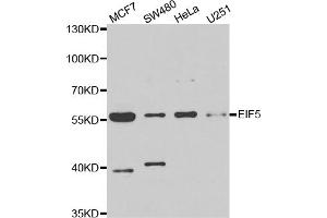 Western blot analysis of extracts of various cell lines, using EIF5 antibody. (EIF5 Antikörper)