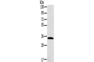 Western Blotting (WB) image for anti-Syntaxin 11 (STX11) antibody (ABIN2424252) (Syntaxin 11 Antikörper)