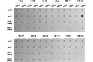 Dot-blot analysis of all sorts of methylation peptides using MonoMethyl-Histone H3-R26 antibody (ABIN3017500, ABIN3017501, ABIN3017502 and ABIN6220121). (Histone 3 Antikörper  (H3R26me))