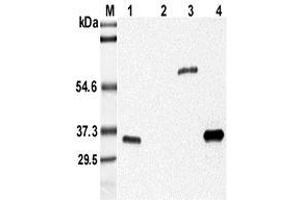 Western blot analysis using anti-Adiponectin (mouse), mAb (MADI 04)  at 1:5'000 dilution. (ADIPOQ Antikörper)