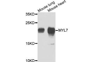 Western blot analysis of extracts of mouse lung and mouse heart cells, using MYL7 antibody. (MYL7 Antikörper)