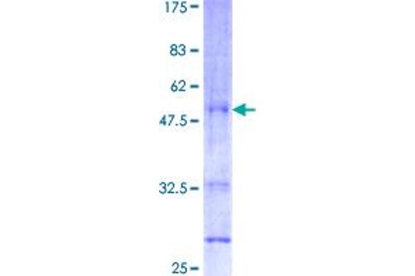 Pleiotrophin Protein (PTN) (AA 1-168) (GST tag)